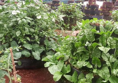 CopyCat Farming