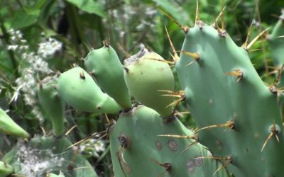 Managing the Invasive Opuntia Prickly Pear Cactus with the Large Capacity Biogas Systems